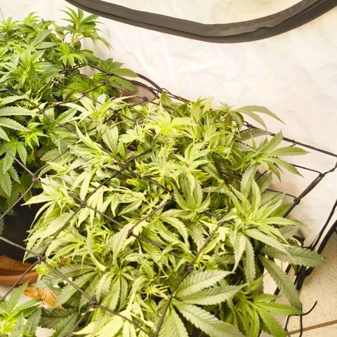 Jelly Donutz growlog timeline photo