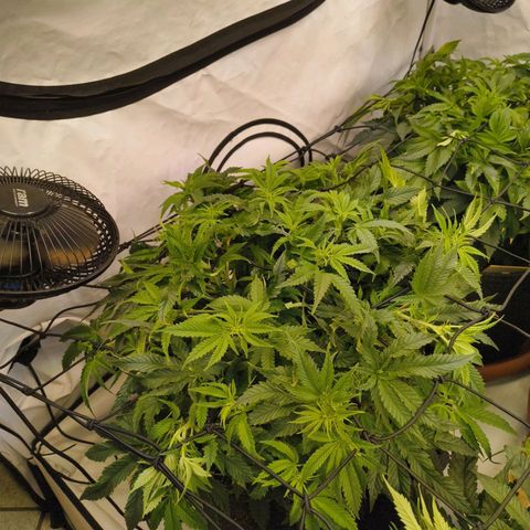 Blueberry Cupcake  growlog timeline photo