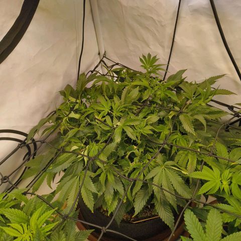 Broadway Runtz #1 growlog timeline photo