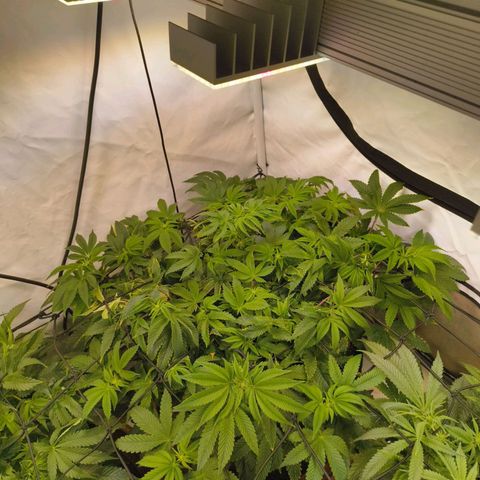 Broadway Runtz #2 growlog timeline photo