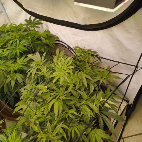Jelly Donutz growlog timeline photo