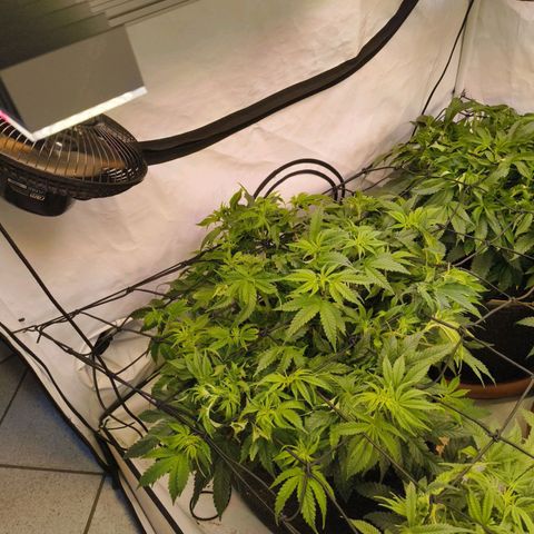 Blueberry Cupcake  growlog timeline photo