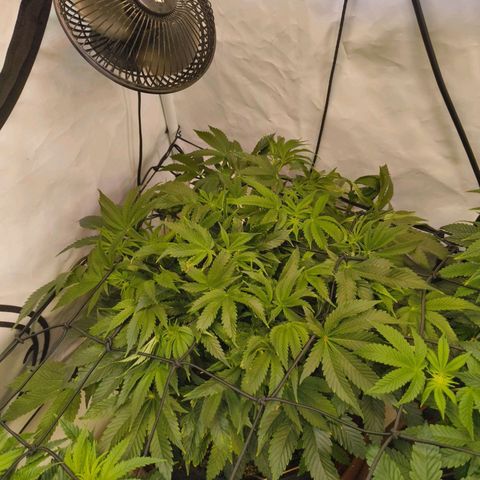 Broadway Runtz #1 growlog timeline photo