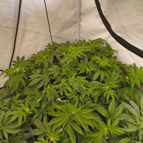 Broadway Runtz #2 growlog timeline photo
