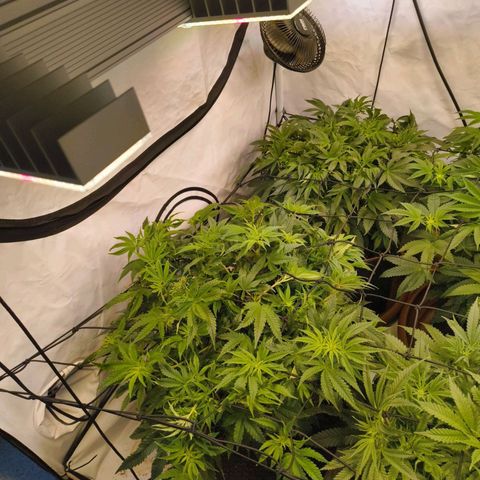 Blueberry Cupcake  growlog timeline photo