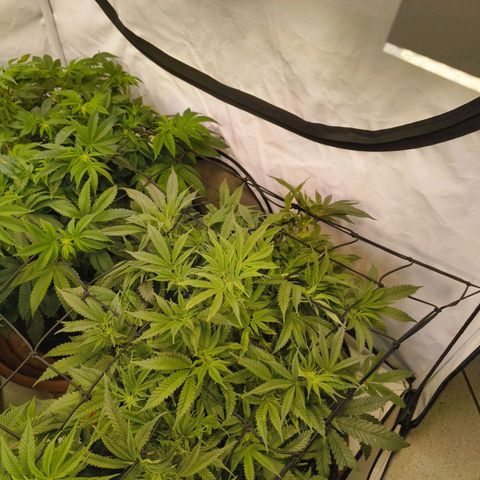 Jelly Donutz growlog timeline photo