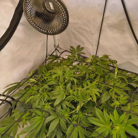 Broadway Runtz #1 growlog timeline photo