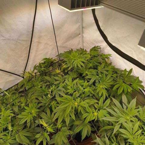 Broadway Runtz #2 growlog timeline photo