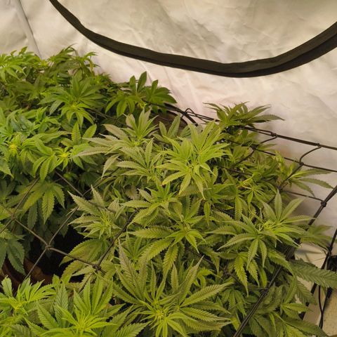 Jelly Donutz growlog timeline photo