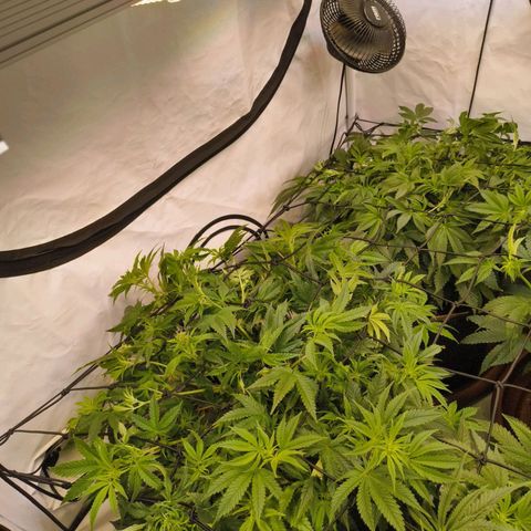 Blueberry Cupcake  growlog timeline photo