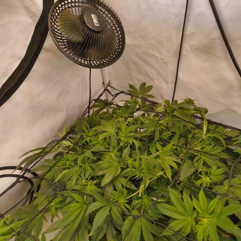 Broadway Runtz #1 growlog timeline photo