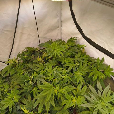 Broadway Runtz #2 growlog timeline photo