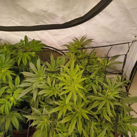 Jelly Donutz growlog timeline photo
