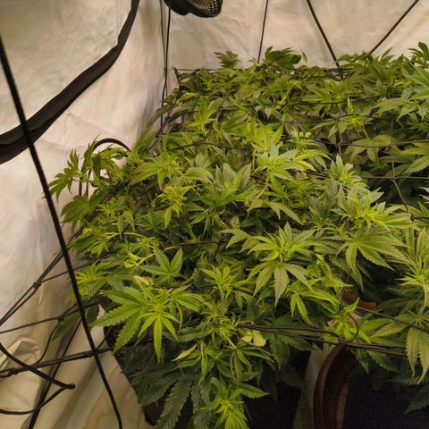 Blueberry Cupcake  growlog timeline photo