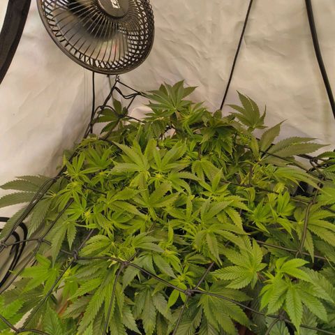 Broadway Runtz #1 growlog timeline photo