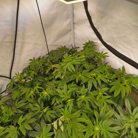 Broadway Runtz #2 growlog timeline photo