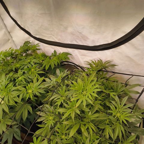 Jelly Donutz growlog timeline photo