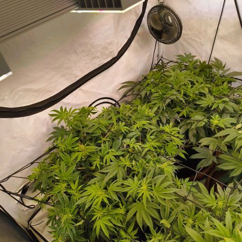 Blueberry Cupcake  growlog timeline photo