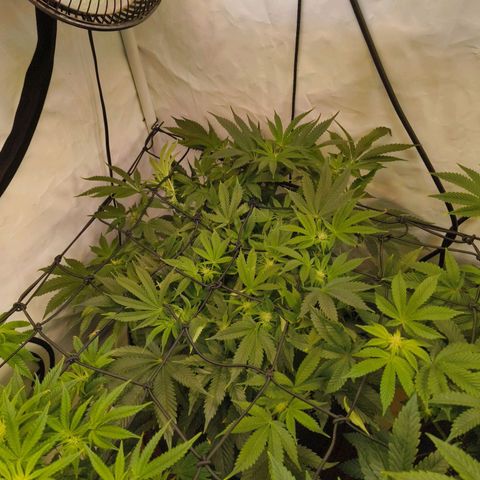 Broadway Runtz #1 growlog timeline photo