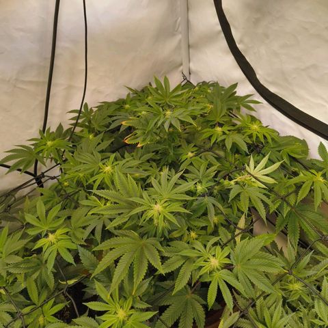 Broadway Runtz #2 growlog timeline photo