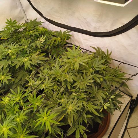 Jelly Donutz growlog timeline photo