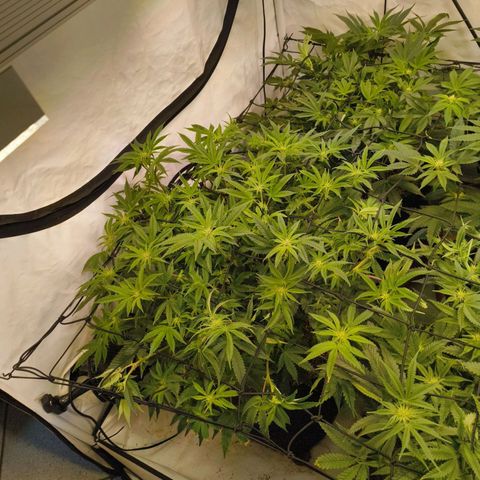 Blueberry Cupcake  growlog timeline photo