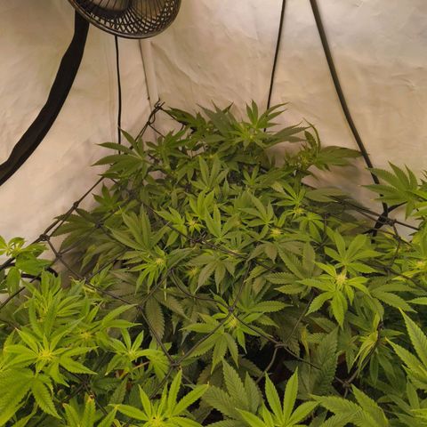Broadway Runtz #1 growlog timeline photo