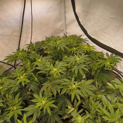 Broadway Runtz #2 growlog timeline photo