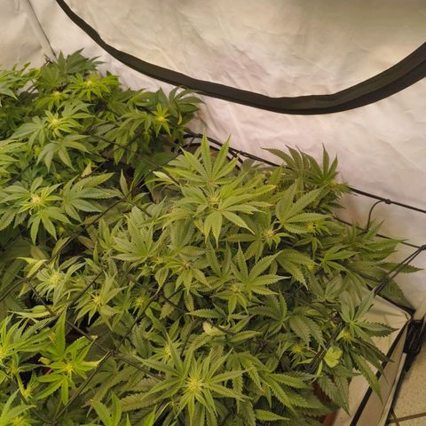 Jelly Donutz growlog timeline photo