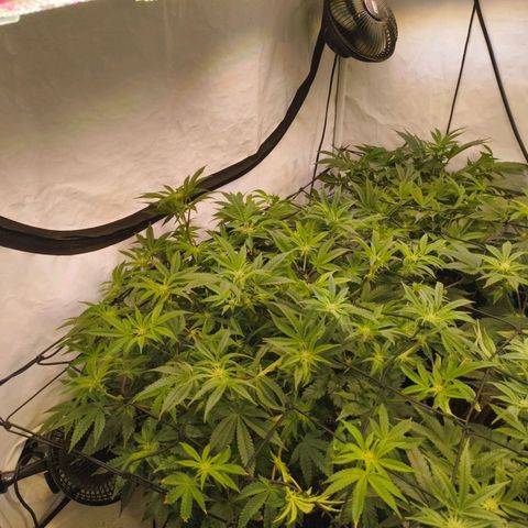 Blueberry Cupcake  growlog timeline photo