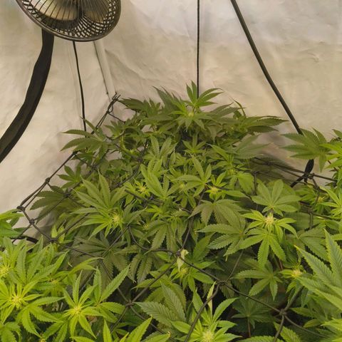 Broadway Runtz #1 growlog timeline photo