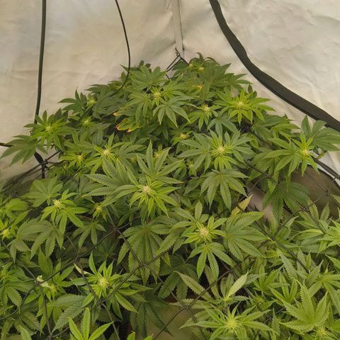 Broadway Runtz #2 growlog timeline photo