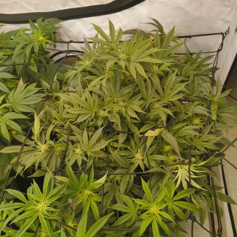 Jelly Donutz growlog timeline photo