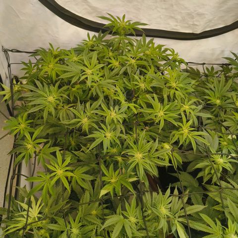 Blueberry Cupcake  growlog timeline photo