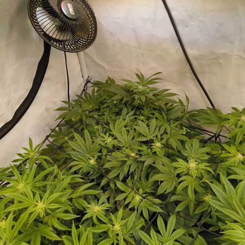 Broadway Runtz #1 growlog timeline photo