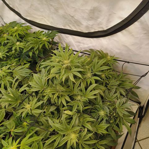 Jelly Donutz growlog timeline photo