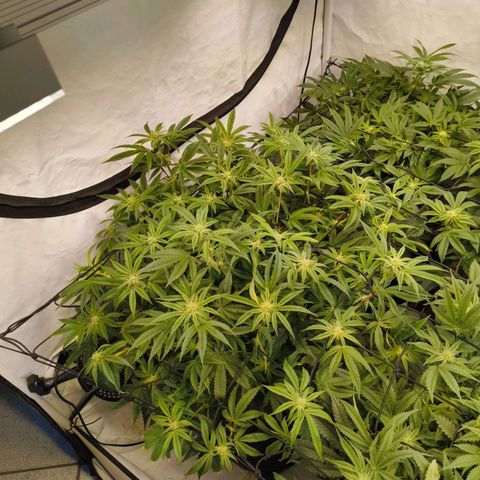 Blueberry Cupcake  growlog timeline photo
