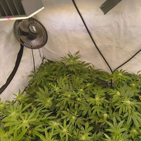 Broadway Runtz #1 growlog timeline photo