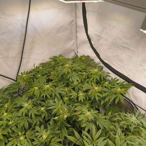Broadway Runtz #2 growlog timeline photo