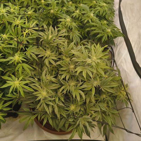 Jelly Donutz growlog timeline photo