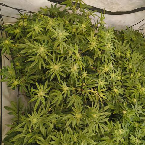 Blueberry Cupcake  growlog timeline photo