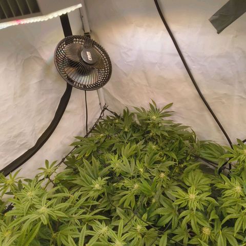 Broadway Runtz #1 growlog timeline photo