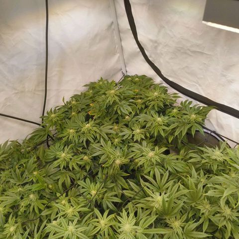 Broadway Runtz #2 growlog timeline photo