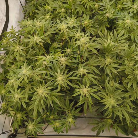 Blueberry Cupcake  growlog timeline photo