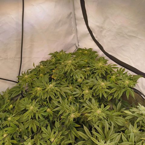 Broadway Runtz #2 growlog timeline photo