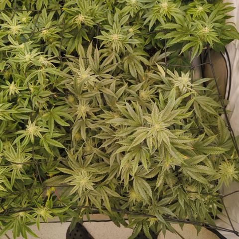 Jelly Donutz growlog timeline photo
