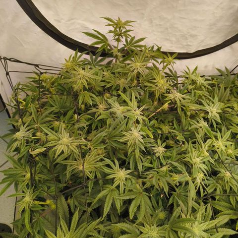 Blueberry Cupcake  growlog timeline photo