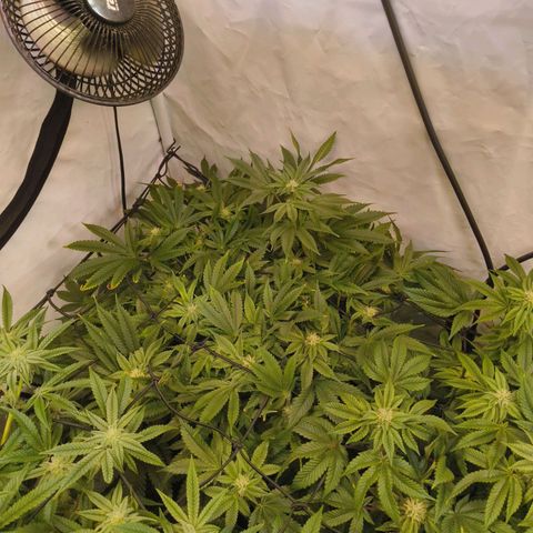 Broadway Runtz #1 growlog timeline photo