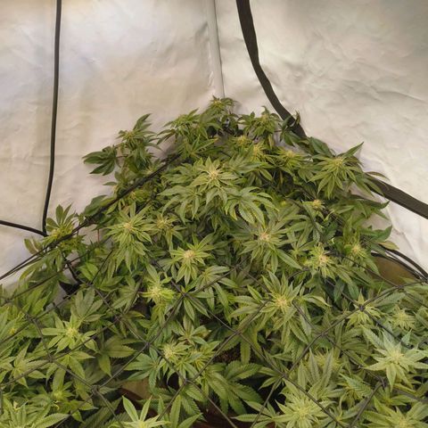 Broadway Runtz #2 growlog timeline photo
