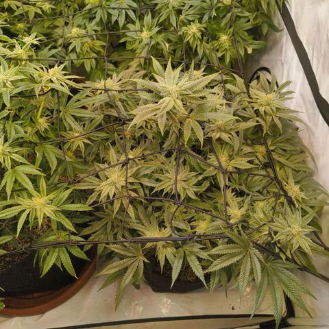 Jelly Donutz growlog timeline photo